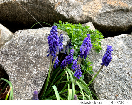 Vibrant purple flowers emerge from between gray stones, surrounded by green plants in a serene outdoor location during a sunny spring day Vibrant purple flowers emerge from between gray stones, surrounded by green plants in a serene outdoor location during a sunny spring day 140978034