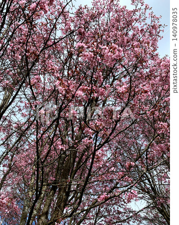 Tall cherry trees bloom with pink flowers against a clear blue sky, showcasing the beauty of spring during a sunny day in a tranquil outdoor setting Tall cherry trees bloom with pink flowers against a clear blue sky, showcasing the beauty of spring during a sunny day in a tranquil outdoor setting 140978035