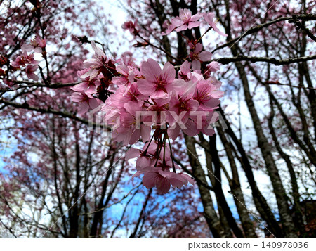 Delicate pink cherry blossoms fill the branches in a park. Sunlight filters through as spring unveils its beauty, with a few clouds floating above 140978036