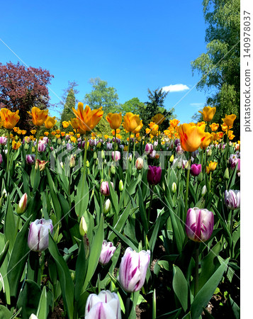 Lush garden filled with blooming tulips in various colors under a clear blue sky, showcasing the beauty of springtime flowers in a peaceful setting Lush garden filled with blooming tulips in various colors under a clear blue sky, showcasing the beauty of springtime flowers in a peaceful setting 140978037