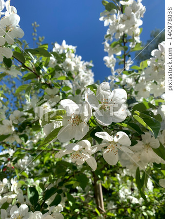 White apple blossoms fill the garden, creating a beautiful scene against a clear blue sky in spring. Nature flourishes with vibrant colors and fresh scents 140978038