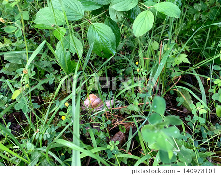 A vibrant snail rests quietly in thick grass, surrounded by various plants, in a peaceful garden during the early morning A vibrant snail rests quietly in thick grass, surrounded by various plants, in a peaceful garden during the early morning 140978101