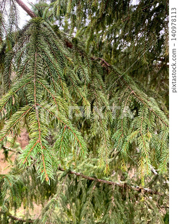 Fresh green pine tree branches provide a vibrant backdrop in a peaceful forest landscape captured during early springtime Fresh green pine tree branches provide a vibrant backdrop in a peaceful forest landscape captured during early springtime 140978113