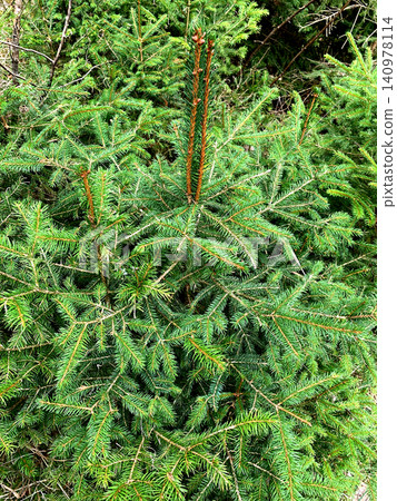 Bright green spruce tree showcases new growth on a clear day in a peaceful forest environment Bright green spruce tree showcases new growth on a clear day in a peaceful forest environment 140978114
