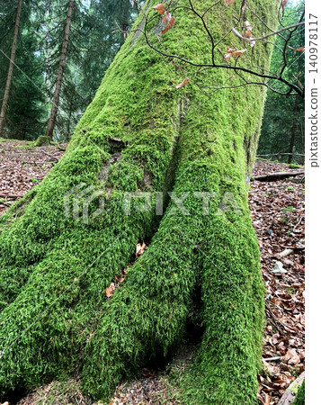 A thick tree trunk is covered in vibrant green moss, surrounded by tall trees in a peaceful forest setting A thick tree trunk is covered in vibrant green moss, surrounded by tall trees in a peaceful forest setting 140978117