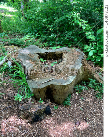 A large tree stump with some greenery growing on it is located in a quiet forest area surrounded by trees and foliage A large tree stump with some greenery growing on it is located in a quiet forest area surrounded by trees and foliage 140978122