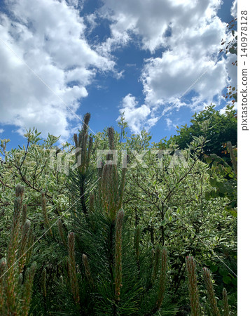 Vibrant green plants stretch upwards under a clear blue sky adorned with fluffy clouds, creating a serene natural scene Vibrant green plants stretch upwards under a clear blue sky adorned with fluffy clouds, creating a serene natural scene 140978128