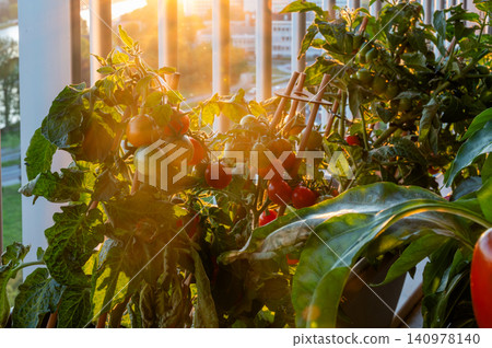 Closeup pepper foliage kissed by sunset light Closeup pepper foliage kissed by sunset light 140978140