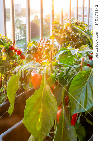 Sunbeam through balcony peppers and herbs Sunbeam through balcony peppers and herbs 140978142