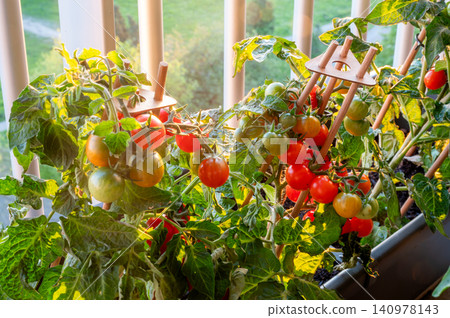 Ripe cherry tomato cluster hanging on vine Ripe cherry tomato cluster hanging on vine 140978143