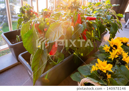 Colorful balcony with peppers and sunflowers in planters Colorful balcony with peppers and sunflowers in planters 140978146