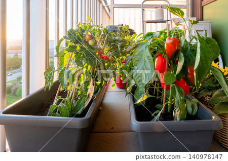 Abundant balcony harvest ripe red peppers spilling from container 140978147