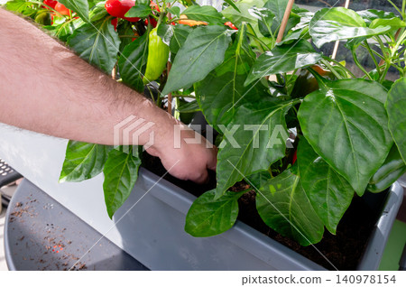Hand checking root depth among dense pepper foliage Hand checking root depth among dense pepper foliage 140978154