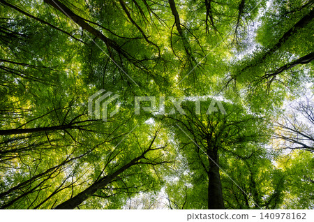 Upward canopy vista through green crowns Upward canopy vista through green crowns 140978162