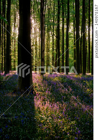 Close light pockets on bluebell floor Close light pockets on bluebell floor 140978167
