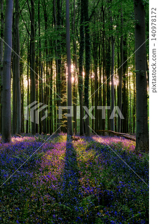 Central sun glowing above bluebell expanse Central sun glowing above bluebell expanse 140978172