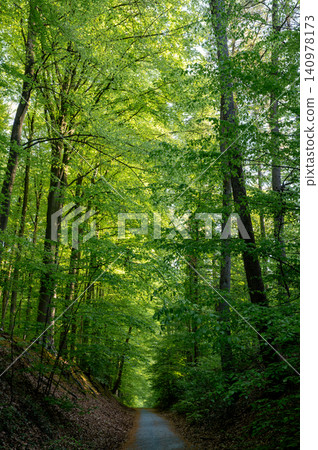 Sunlit canopy path leading into forest Sunlit canopy path leading into forest 140978173