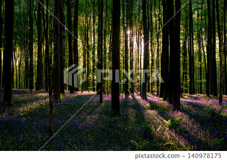 Sunbeams piercing bluebell woodland at dawn Sunbeams piercing bluebell woodland at dawn 140978175