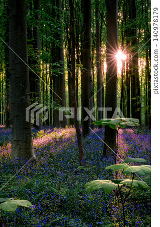 Broad understory leaves catching golden sunlight Broad understory leaves catching golden sunlight 140978179