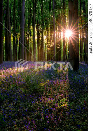 Golden sun rays through beech. Vertical trunks frame carpet of 140978180