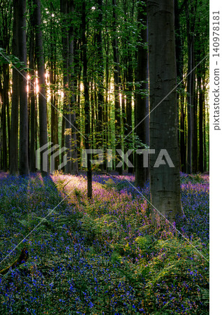 Shaded trail edged by bluebell swathes Shaded trail edged by bluebell swathes 140978181