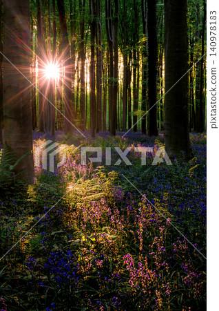 Dusk glow on bluebell meadow. Low sun casts amber light across Dusk glow on bluebell meadow. Low sun casts amber light across 140978183