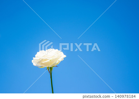 A single white rose stands tall against a vibrant blue sky, illuminated by bright sunlight, showcasing its delicate petals A single white rose stands tall against a vibrant blue sky, illuminated by bright sunlight, showcasing its delicate petals 140978184