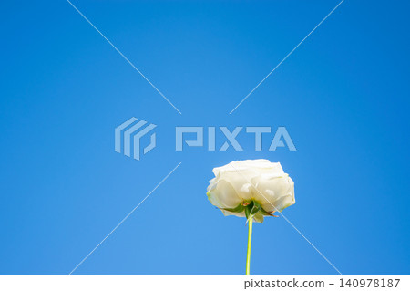 A single white flower blooms under a bright blue sky, showcasing its delicate petals and vibrant green stem in a serene environment A single white flower blooms under a bright blue sky, showcasing its delicate petals and vibrant green stem in a serene environment 140978187