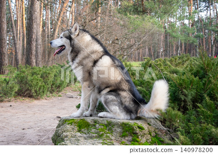 A beautiful husky sits on a rock surrounded by lush greenery in a tranquil forest, enjoying the sunny weather and nature A beautiful husky sits on a rock surrounded by lush greenery in a tranquil forest, enjoying the sunny weather and nature 140978200