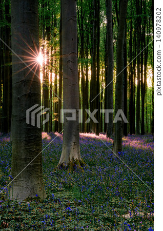 Sunburst through tall beech trunks Sunburst through tall beech trunks 140978202