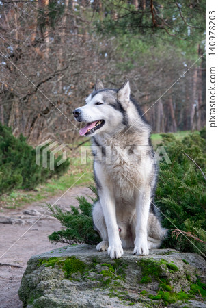 A beautiful husky sits on a moss-covered rock surrounded by lush greenery and trees on a sunny day in a peaceful forest A beautiful husky sits on a moss-covered rock surrounded by lush greenery and trees on a sunny day in a peaceful forest 140978203