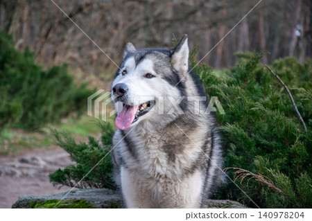 A Siberian husky sits comfortably on a rock, enjoying the serene outdoor environment with lush greenery in the background A Siberian husky sits comfortably on a rock, enjoying the serene outdoor environment with lush greenery in the background 140978204