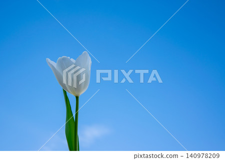 A single white tulip stands tall against a vibrant blue sky, symbolizing renewal and beauty during spring A single white tulip stands tall against a vibrant blue sky, symbolizing renewal and beauty during spring 140978209