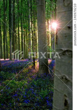 Young sapling framed by beech trunks Young sapling framed by beech trunks 140978210