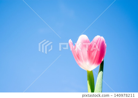 A single pink tulip stands tall, basking in the sunlight against a vivid blue sky, showcasing the beauty of springtime A single pink tulip stands tall, basking in the sunlight against a vivid blue sky, showcasing the beauty of springtime 140978211