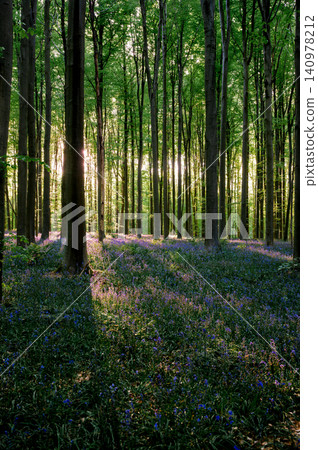 Quiet forest retreat among blooming bluebells Quiet forest retreat among blooming bluebells 140978212