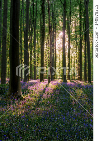 Sun drenched bluebell aisle among beeches Sun drenched bluebell aisle among beeches 140978215
