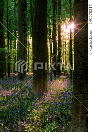 Sunburst peeking between beech trunks over violet bluebells Sunburst peeking between beech trunks over violet bluebells 140978217