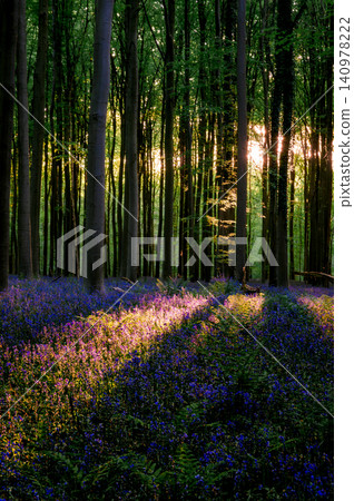 Late sunlight stretching long violet shadows across bluebell sea Late sunlight stretching long violet shadows across bluebell sea 140978222