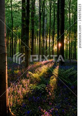 Sunlit path through bluebell beechwood 140978223
