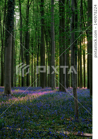 Soft dusk light settling across bluebellcovered forest floor with 140978224