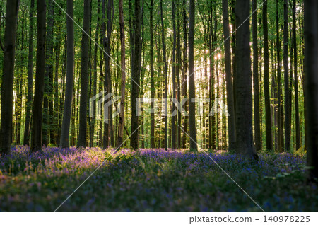 Sunlit bluebell carpet under tall beech Sunlit bluebell carpet under tall beech 140978225