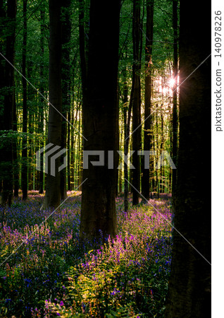 Dim evening light and long shadows across bluebell floor Dim evening light and long shadows across bluebell floor 140978226
