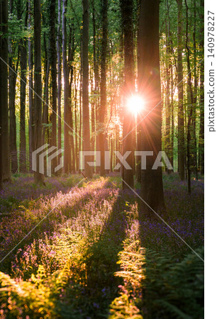 Dreamy sun halo slipping between trunks Dreamy sun halo slipping between trunks 140978227