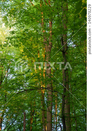 Sunlit tall trunks rise through canopy Sunlit tall trunks rise through canopy 140978229