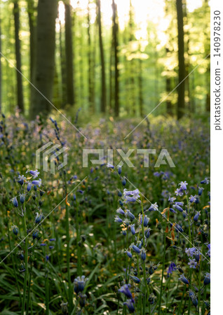 Wildflower meadow at forest edge Wildflower meadow at forest edge 140978230