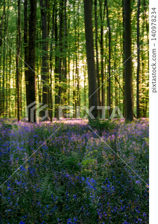 Expansive bluebell field under canopy Expansive bluebell field under canopy 140978234