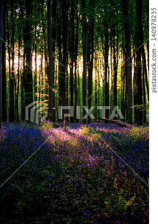 Sunburst piercing dense beech canopy Sunburst piercing dense beech canopy 140978235