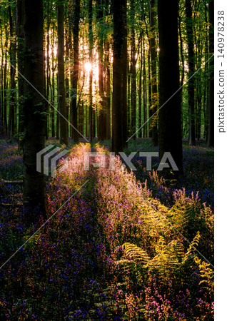 Warm backlight across bluebell understory Warm backlight across bluebell understory 140978238