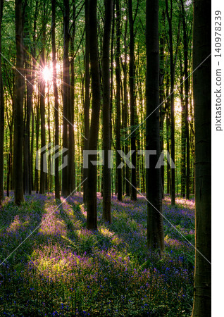 Bluebellstrewn forest floor with golden rays at golden hour Bluebellstrewn forest floor with golden rays at golden hour 140978239
